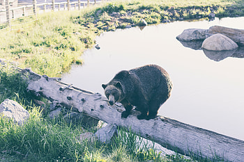 Animals, Bear, Log, Reserve HD wallpaper