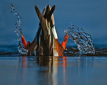 what are your doing duck?, animal, duck, water, color HD wallpaper