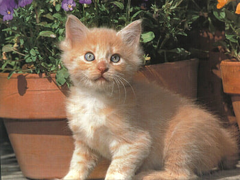 COLOR OF KITEN HONEY COLOR, kitten, cute, adorable, friendly HD wallpaper