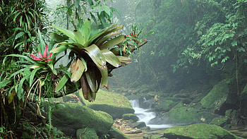 Amazon Rain Forest, Rainforest , Nature's canvas, Scenic beauty HD wallpaper