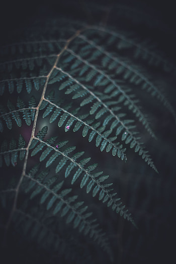 Macro, Dark, Fern, Sheet, Leaf HD phone wallpaper