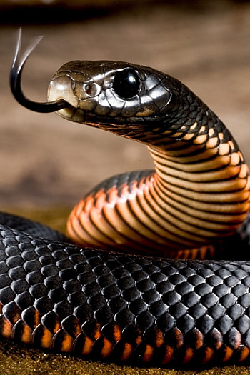 Cute reptile, Captivating snake, Mesmerizing , Striking visuals HD phone wallpaper