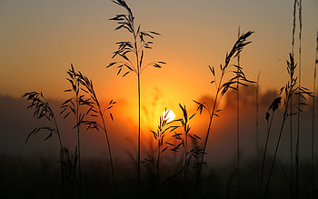 Bent-Grass and Sun, sunshine, Latvia, bent-grass, orange HD wallpaper