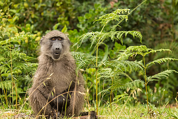 Baboon surprise, Astonishing encounter, Startling moment, Wildlife encounter HD wallpaper