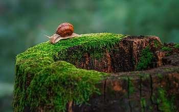 Snail, tree trunk, forets, moss HD wallpaper
