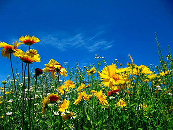 Yellow Flowers, blue, , yellow, sky, beautiful, flowers HD wallpaper