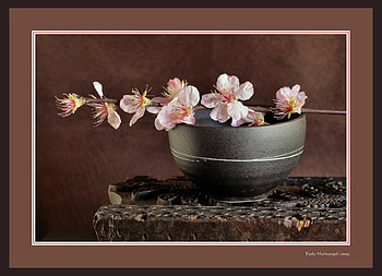 cherry blossoms, art , still life, vase, nature, flowers HD wallpaper