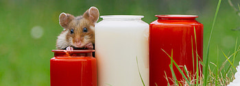 Tiny hamsters, Graveyard feast, BBC Earth, Unusual appetites HD wallpaper