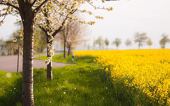 Nature, Trees, Petals, Bloom, Flowering, Field, Spring HD wallpaper
