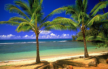 Landscape, Sea, Beach, Palms HD wallpaper