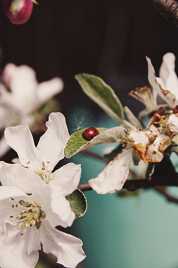 Flowers, Leaves, Macro, Branch, Ladybug, Ladybird HD phone wallpaper