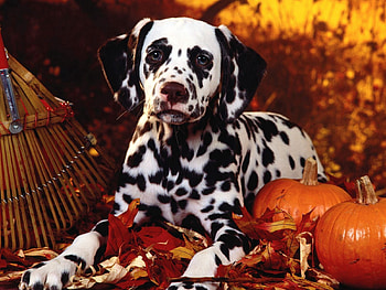 Animals, Halloween, Pumpkin, Sit, Dog, Foliage, Dalmatians, Dalmatian, Breed HD wallpaper