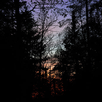 Nature, Trees, Sunset, Dark, Forest, Branches HD phone wallpaper
