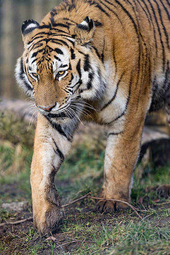 Animals, Predator, Big Cat, Sight, Opinion, Tiger, Paws HD phone wallpaper