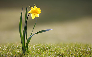 Plants, Flowers, Narcissussi HD wallpaper