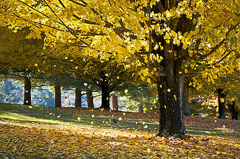 Wonderful Autumn, falling, leavs, yellow, autumn, beautiful, wonderful, tree HD wallpaper