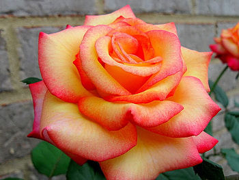 Another beautiful rose for Cherie, friend, wonderful, special, kind HD wallpaper
