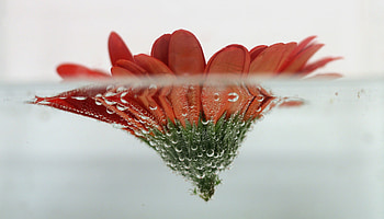 Floating Flowers, flowers, nature HD wallpaper