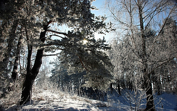 Landscape, Winter, Trees HD wallpaper