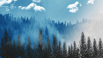 Enhanced Forest, forest, artist, artwork, digital-art, deviantart HD wallpaper