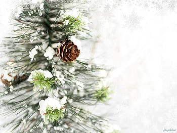 Plants, Background, Cones, Pine HD wallpaper