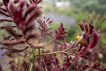 Web, Plant, Macro, Close-Up, Branches HD wallpaper