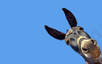 Animals, Background, Muzzle, Ears, Head, Donkey HD wallpaper