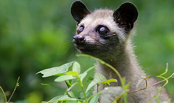Asian Palm Civet, Musang pandan, Kucing cantik, Kucing HD wallpaper