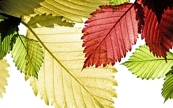 *** Beautiful colorful leaves ***, autumn, colorful, leaves, nature HD wallpaper