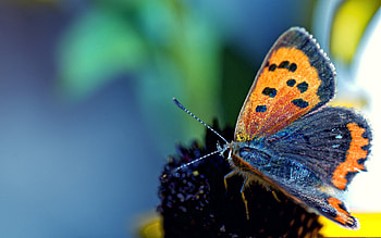 Macro, Spotted, Spotty, Butterfly, Wings, Antennae, Tendrils HD wallpaper