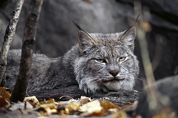 Animals, Grass, Autumn, Leaves, Iris, To Lie Down, Lie, Predator HD wallpaper