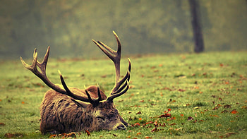 Animal, elk HD wallpaper