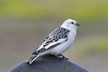 Snow Bunting, animal, bunting, bird, snow HD wallpaper