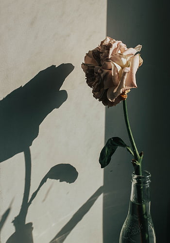 A pink rose in a glass bottle casts a striking shadow against a grey wall, creating a minimalist aesthetic. HD phone wallpaper
