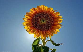 Flowers, Sky, Plant, Sunflower, Sunny, Solar HD wallpaper