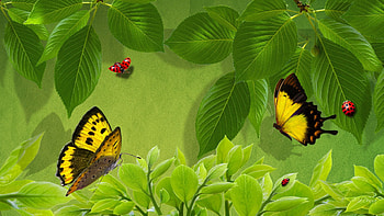 Ever Green, unmarred, virginal, unaltered, enviromental, spring, brand new, lady bug, butterflies, mint, bright, undamaged, trees, unhurt, virgin, uninjured, papillon, unworn, unsullied, unspoiled, summer, environment, leaves, green, nature, untainted, unbruised, unharmed, span new, ecology, butterfly, new, spick and span, ladybug, untouched, fresh, preserver, uncontaminated, unsoiled, unpolluted, unblemished, pristine, undefiled, unimpaired HD wallpaper