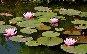 Plants, Flowers, Leaves HD wallpaper