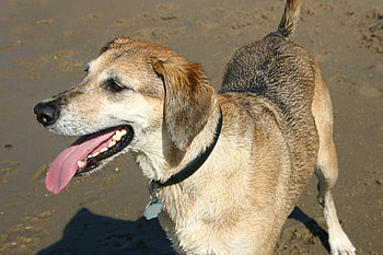 Pheli, dogs, animals HD wallpaper
