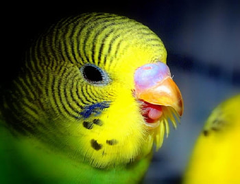 Tweet Tweet, budgerigar, beak, yellow, green, cute, tongue, eye, parrot HD wallpaper