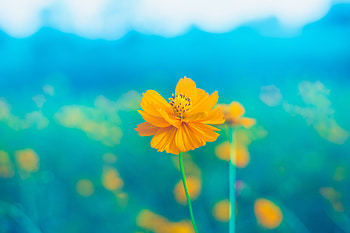 Flowers, Flower, Petals, Tender, Stem, Stalk, Blooms, Pestle HD wallpaper
