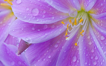 Pink, yellow, flower, water drops, dew, macro HD wallpaper