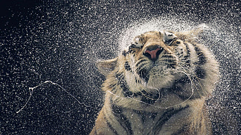 Tiger in water, Mesmerizing , Serene beauty, Aquatic splendor HD wallpaper