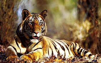 Animals, Autumn, Lie, To Lie Down, Tiger, Foliage HD wallpaper