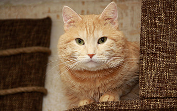 Animals, Cat, Muzzle, Sight, Opinion, Thick, Fat HD wallpaper