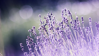 Aesthetic beauty, Lavender , Serene vibes, Natural essence HD wallpaper