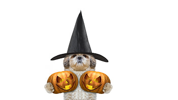 Happy Halloween!, animal, dog, halloween, pumpkin, card, funny, orange, caine HD wallpaper