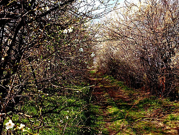 Path To Nowhere, spring, sun, summmer, path HD wallpaper