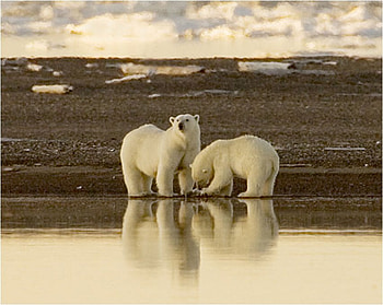 Polar bear, animal, river, bear, snow, polar, arctic, ice HD wallpaper