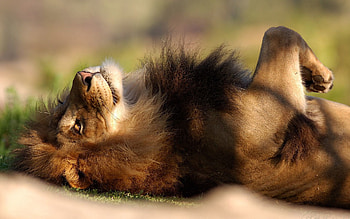 Animals, To Lie Down, Lie, Lion, Predator, Big Cat HD wallpaper