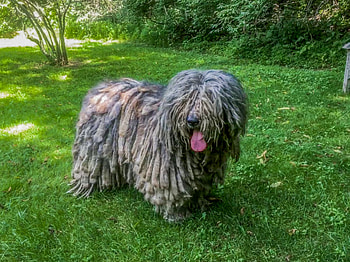 Bergamasco, Anouk artos, Bergamasco sheepdogs, Animal HD wallpaper
